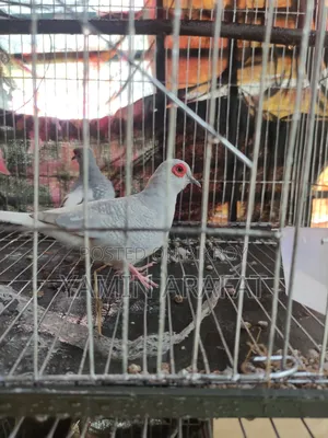 Diamond Dove Running Pair