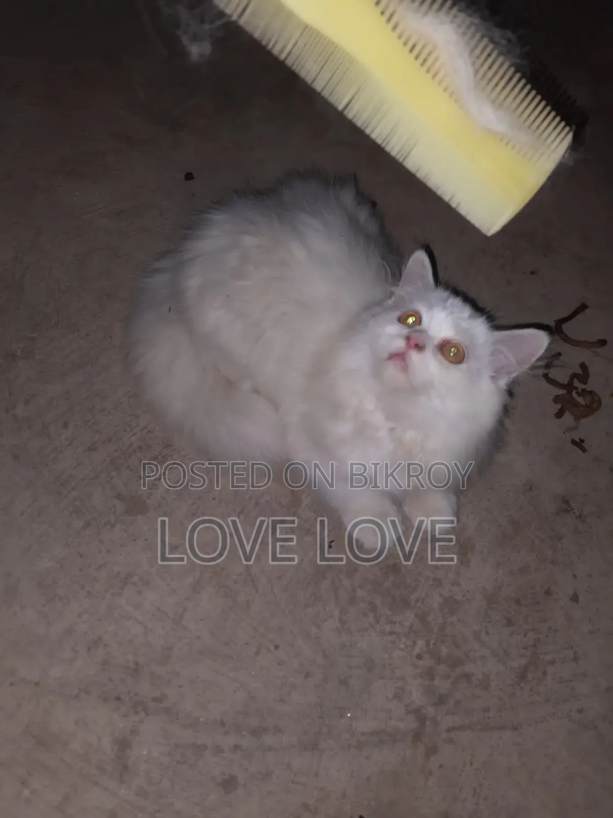 3-6 Months Male Purebred Persian
