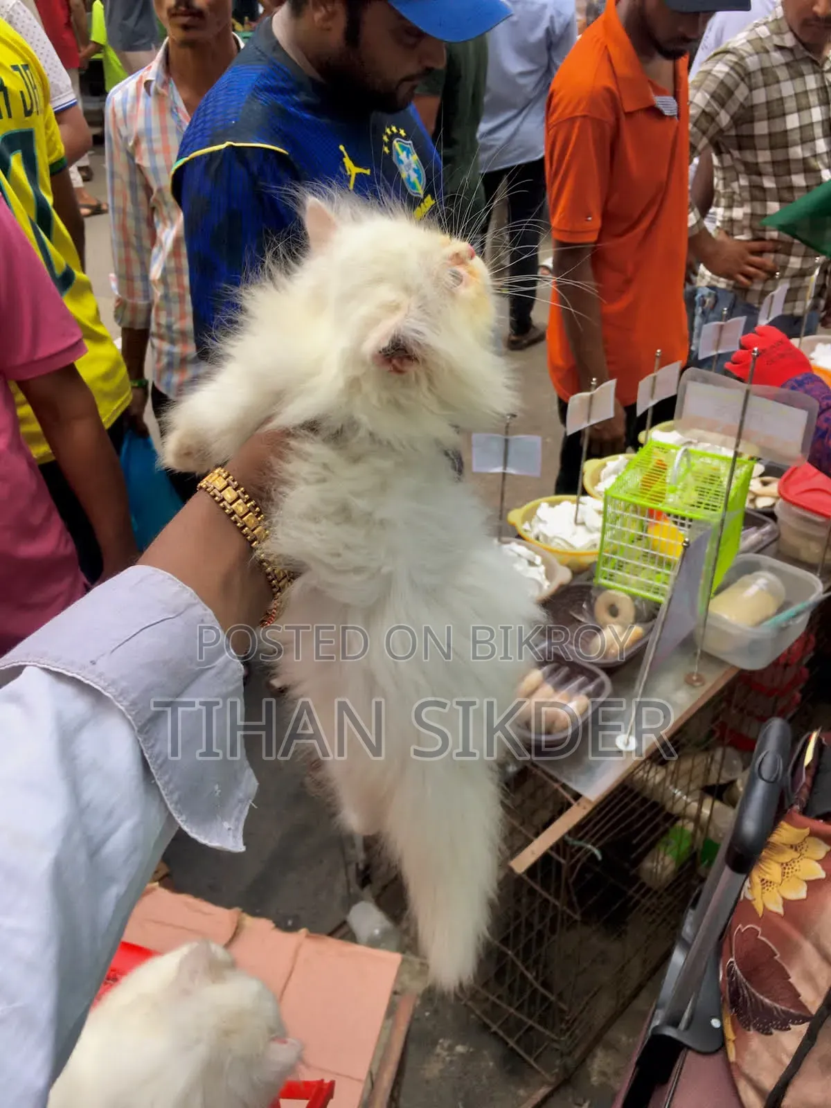 ১-৩ মাস বয়সী নারী বিশুদ্ধ পার্সিয়ান বিড়াল