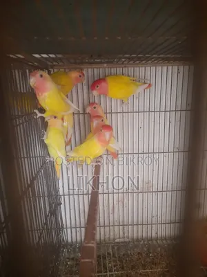 Some good quality birds for sale