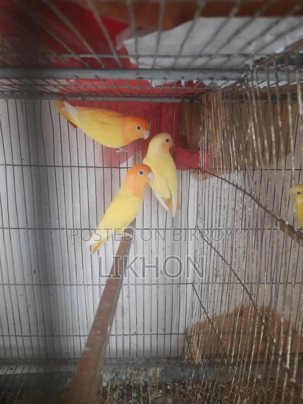 Some good quality birds for sale