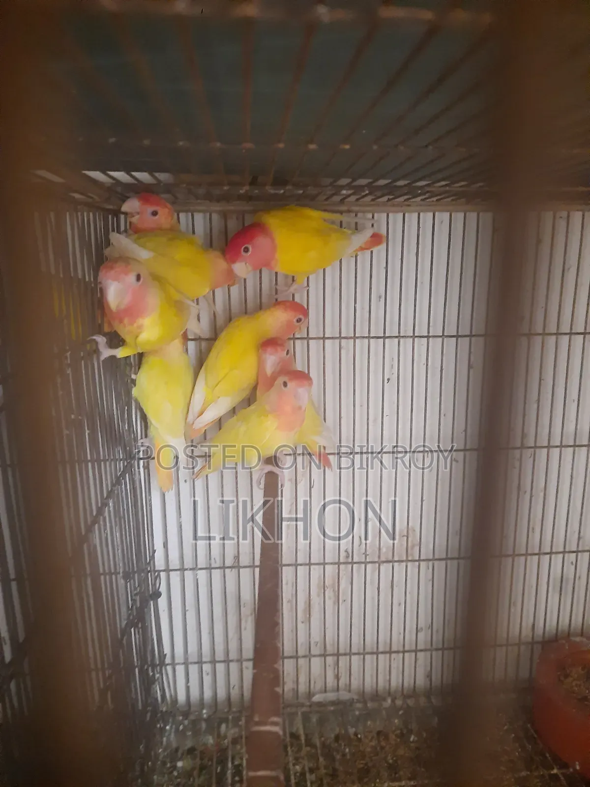Some good quality birds for sale