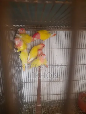 Some good quality birds for sale