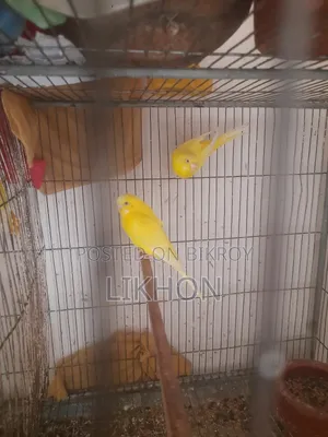 Some good quality birds for sale