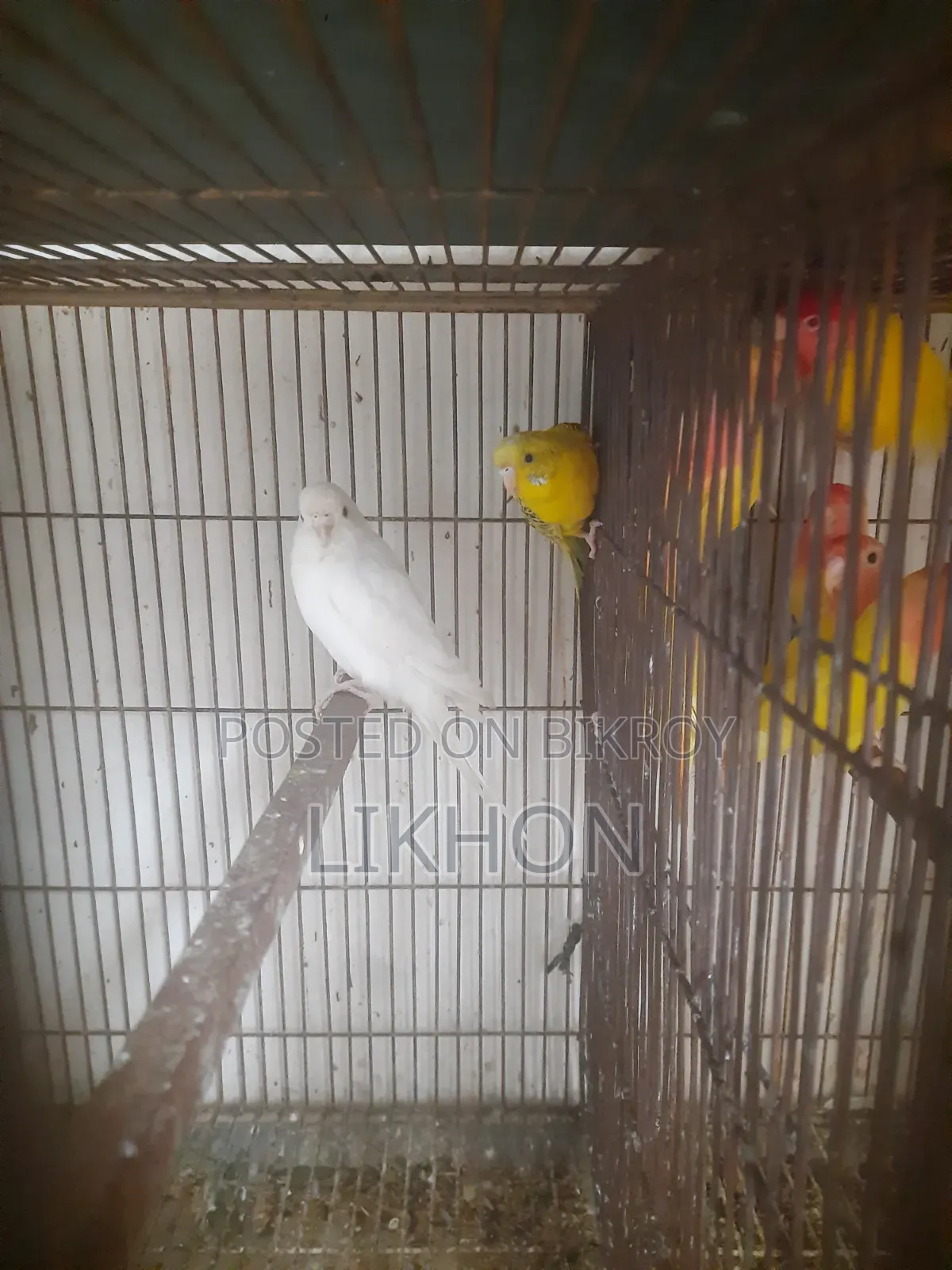 Some good quality birds for sale