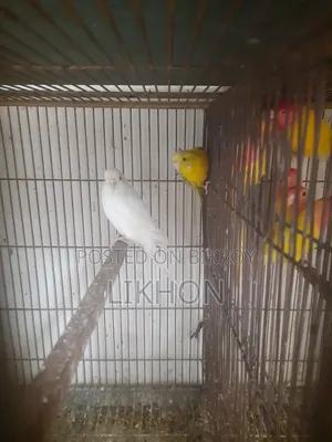 Some good quality birds for sale