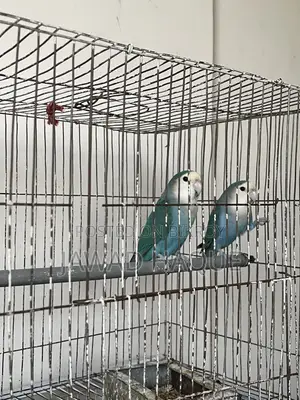 Lovebird লাভবার্ড