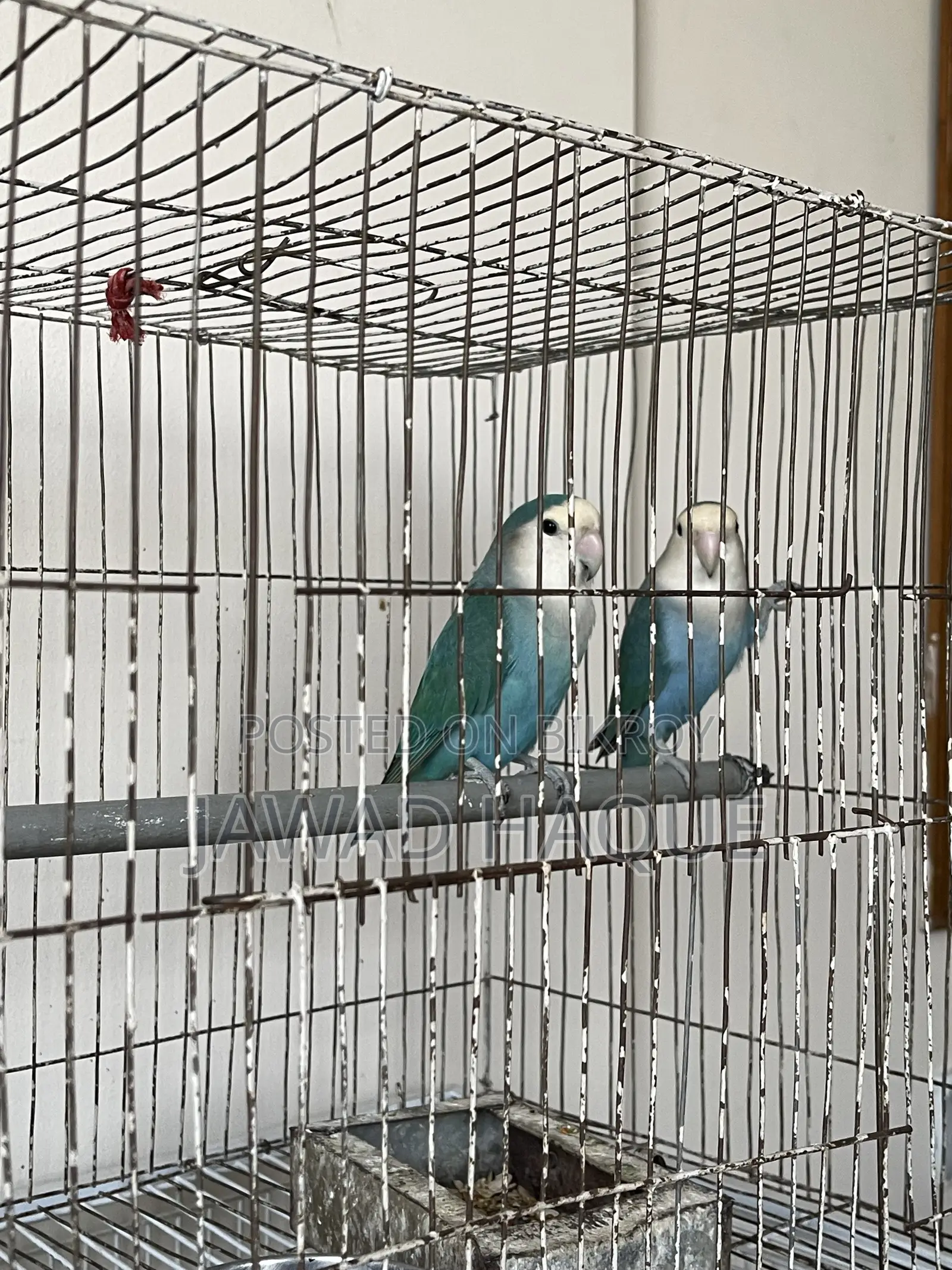 Lovebird লাভবার্ড