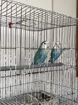 Lovebird লাভবার্ড