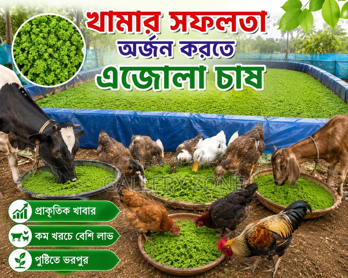 অ্যাজোলা Azzola