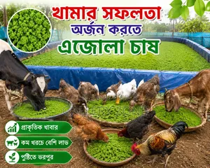 অ্যাজোলা Azzola