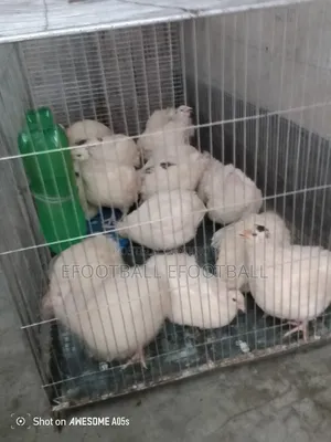 European Quail