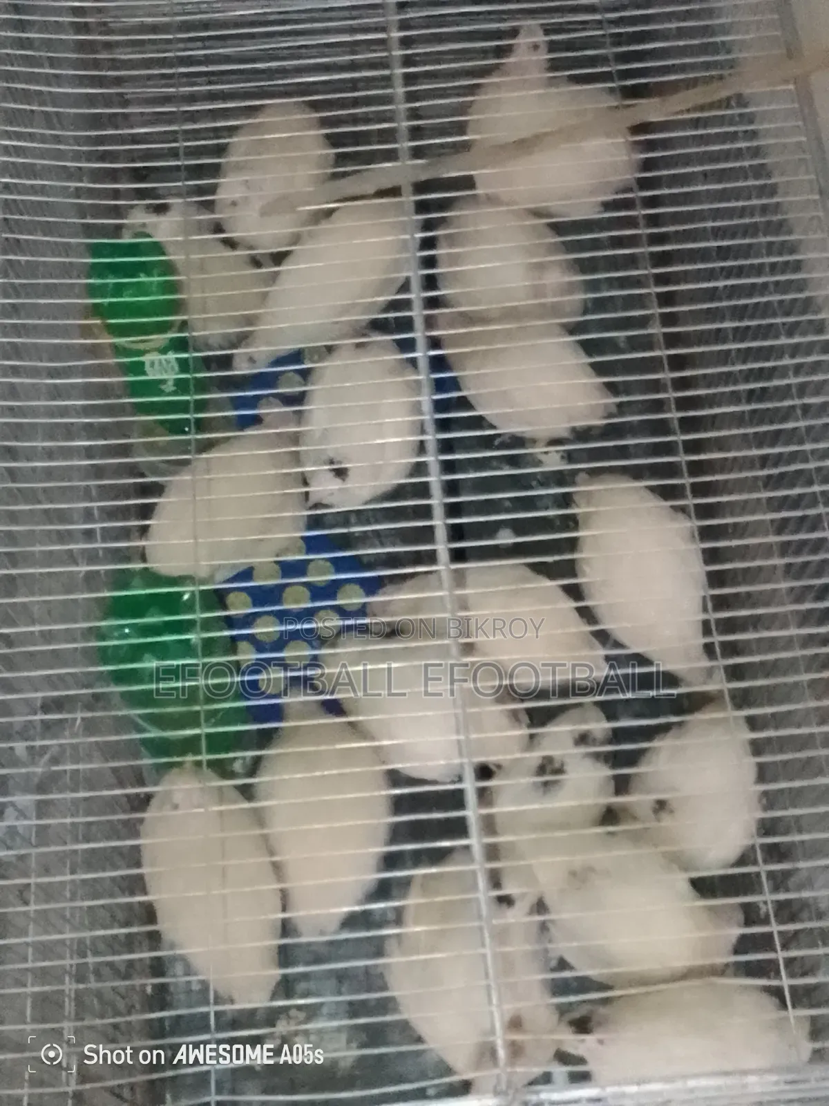 ইউরোপীয়ান কোয়েল