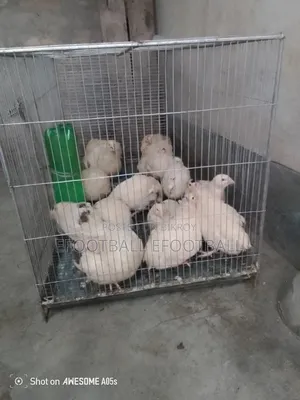 ইউরোপীয়ান কোয়েল