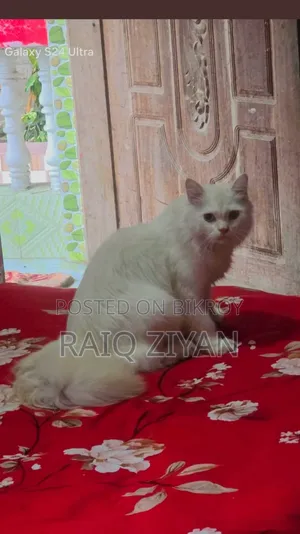 1+ Year Female Purebred Persian
