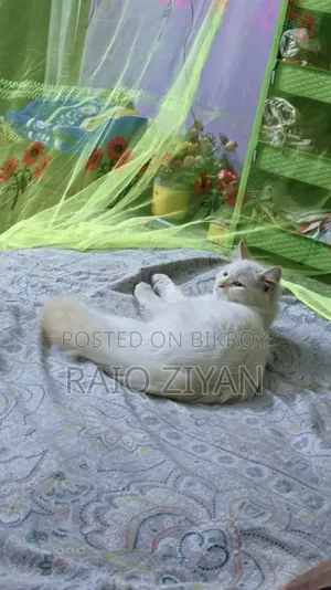 1+ Year Female Purebred Persian