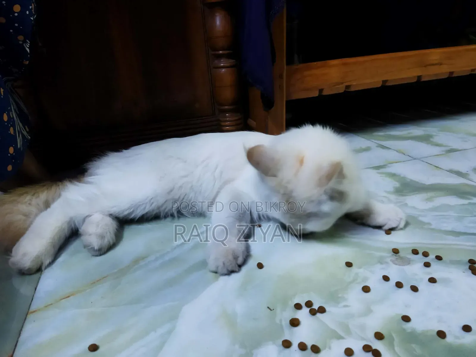1+ Year Female Purebred Persian