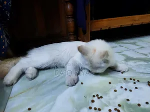 1+ Year Female Purebred Persian