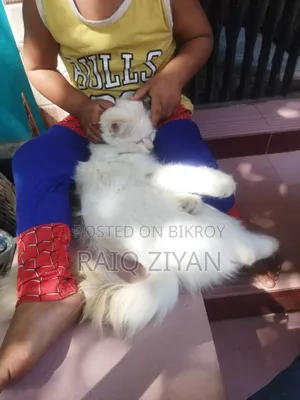 1+ Year Female Purebred Persian