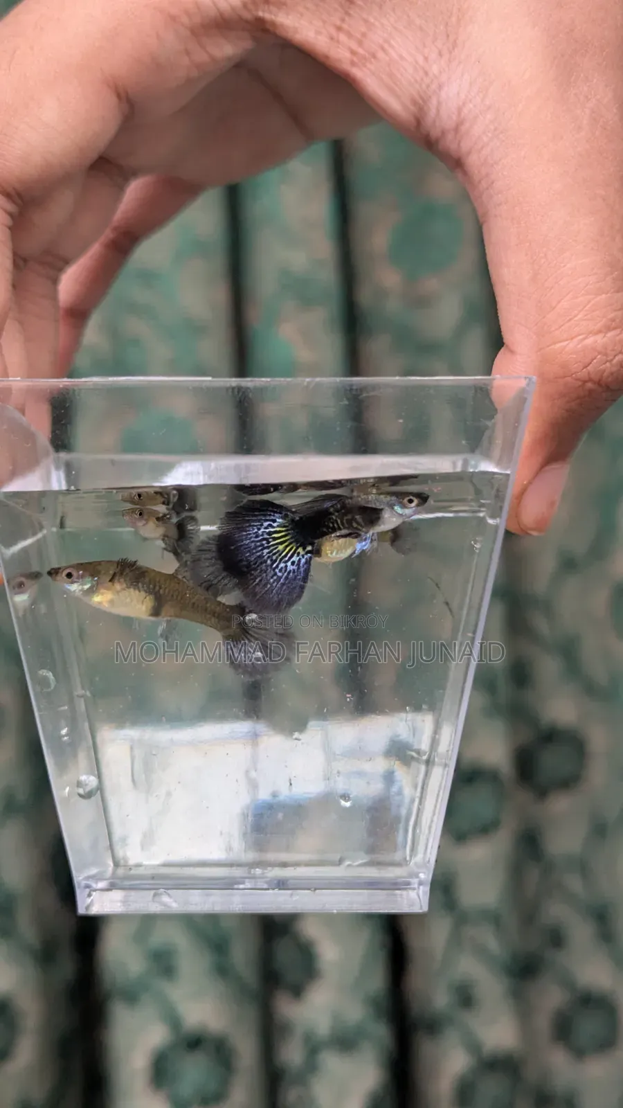Purple Dragon Guppy Adult Baby Mixed 40 Piece
