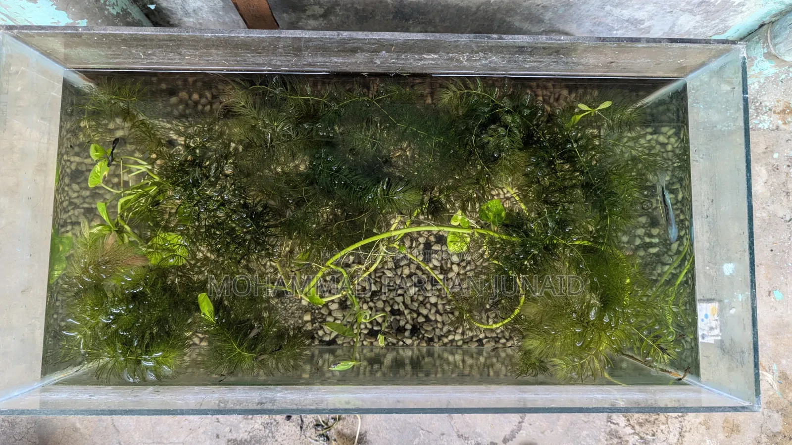 Purple Dragon Guppy Adult Baby Mixed 40 Piece