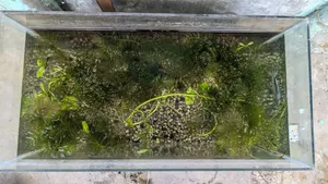 Purple Dragon Guppy Adult Baby Mixed 40 Piece