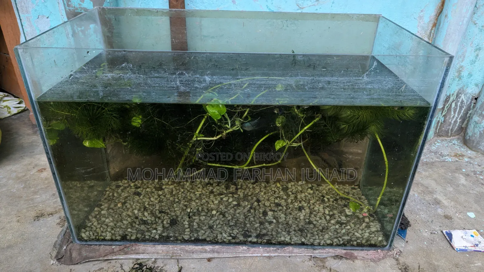 Purple Dragon Guppy Adult Baby Mixed 40 Piece