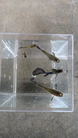 Purple Dragon Guppy Adult Baby Mixed 40 Piece