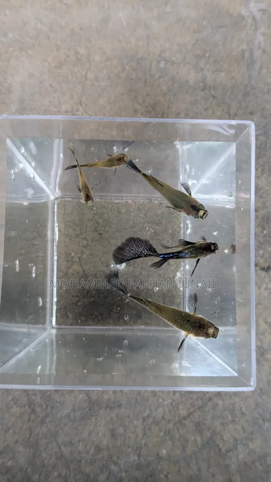 Purple Dragon Guppy Adult Baby Mixed 40 Piece