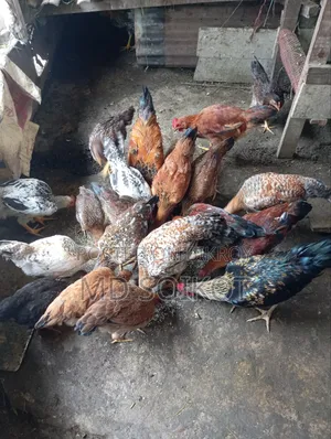 দেশি মুরগি বিক্রি করা হবে জুরুরি মুহূর্তে