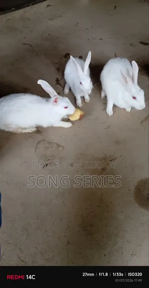 Rabbit for Sale