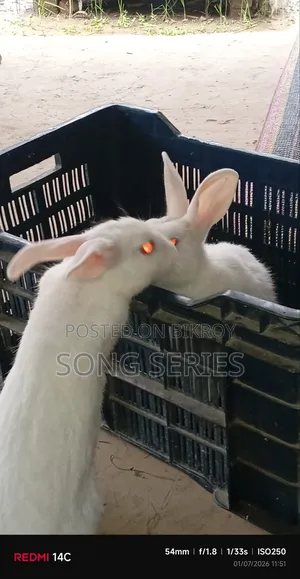 Rabbit for Sale
