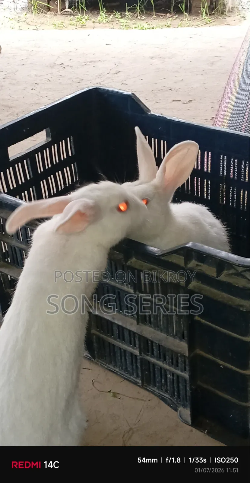 Rabbit for Sale