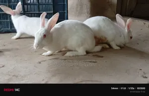 Rabbit for Sale