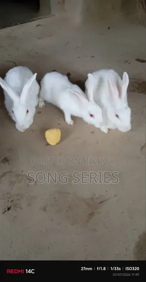 Rabbit for Sale