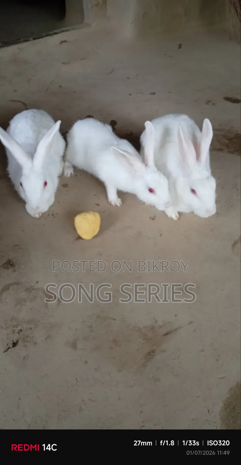 Rabbit for Sale