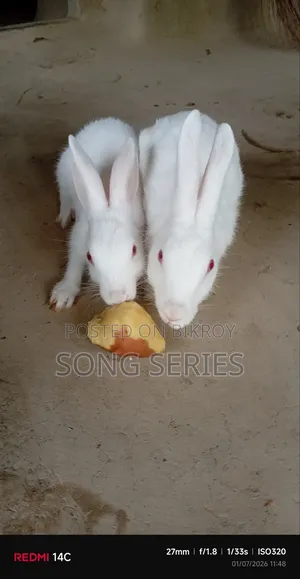 Rabbit for Sale