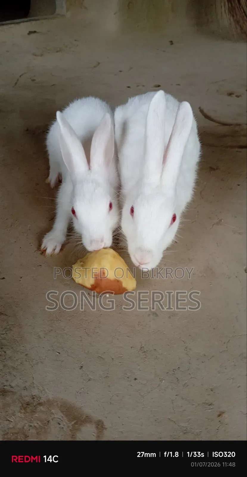 Rabbit for Sale