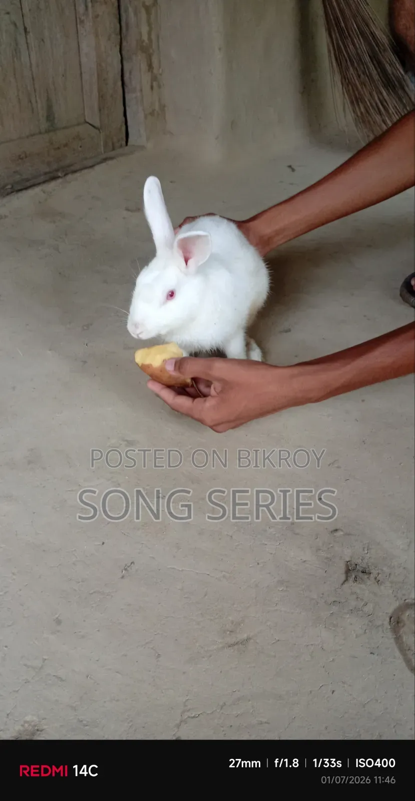 Rabbit for Sale