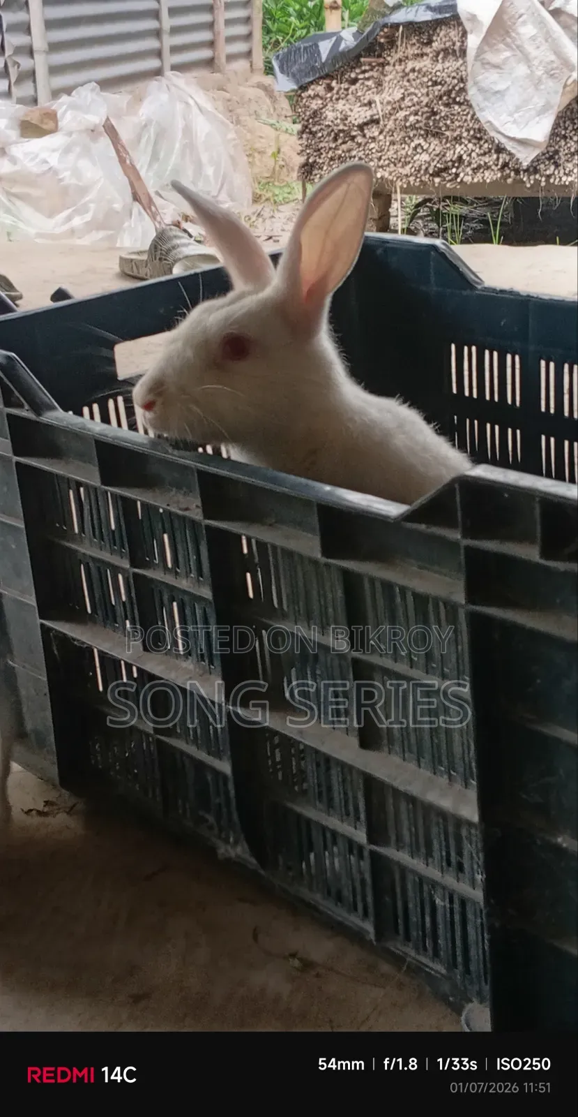 Rabbit for Sale