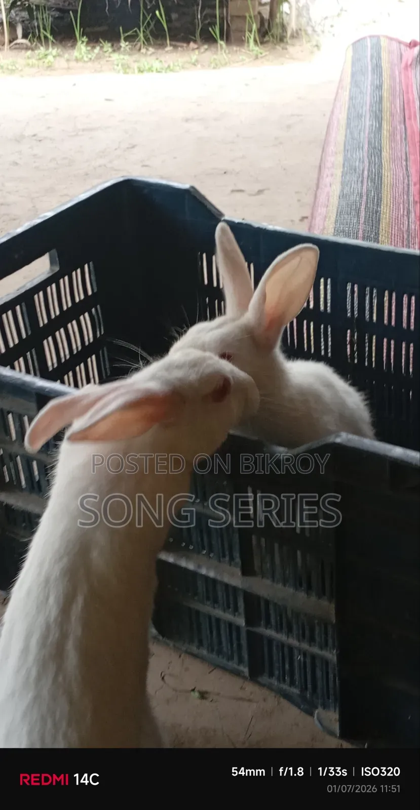 Rabbit for Sale