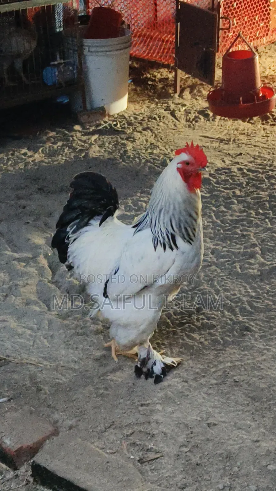 2 laying Brahma hens and 1 rooster for sale.