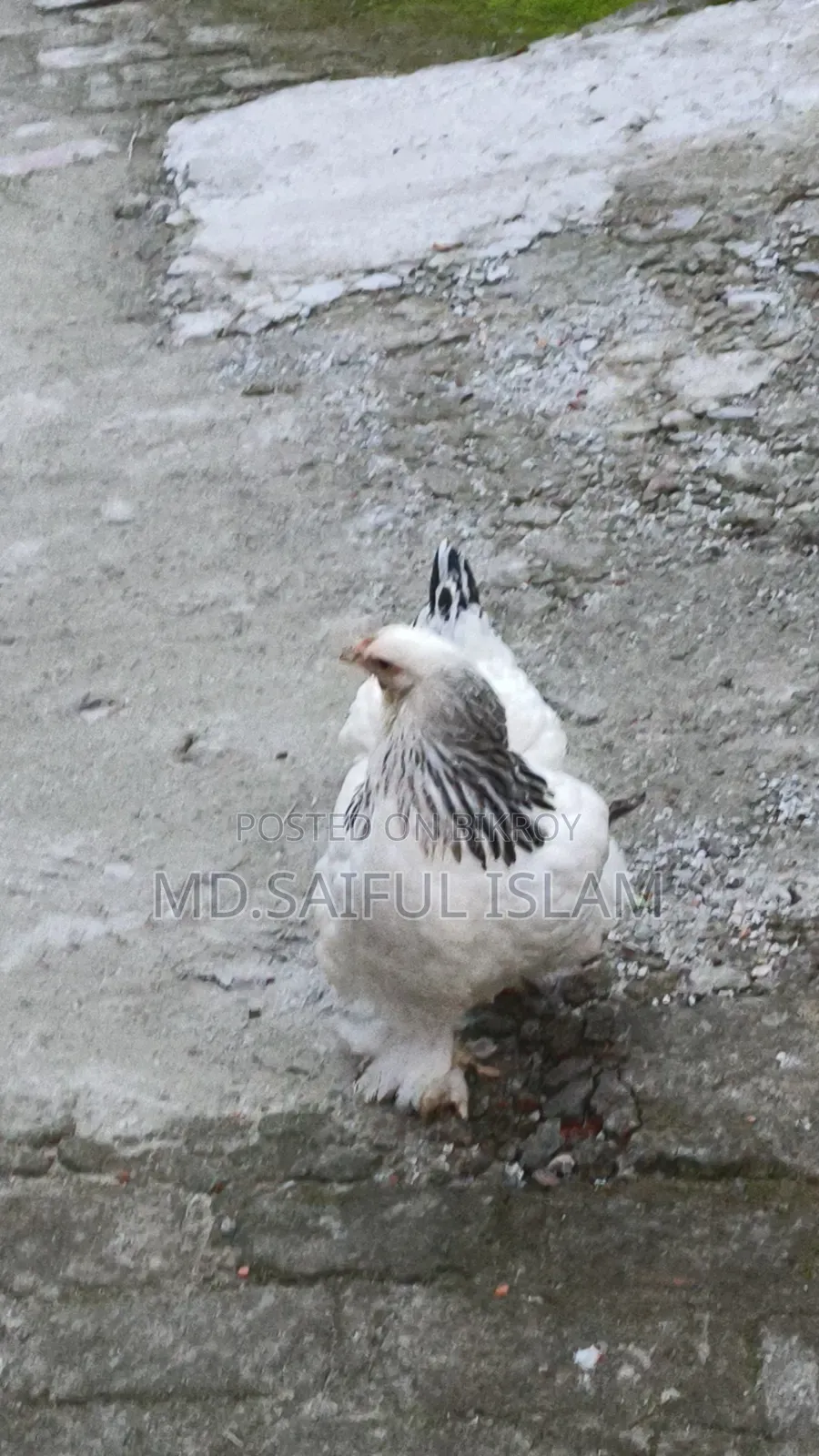 2 laying Brahma hens and 1 rooster for sale.