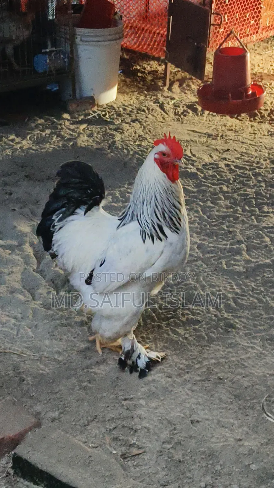 2 laying Brahma hens and 1 rooster for sale.
