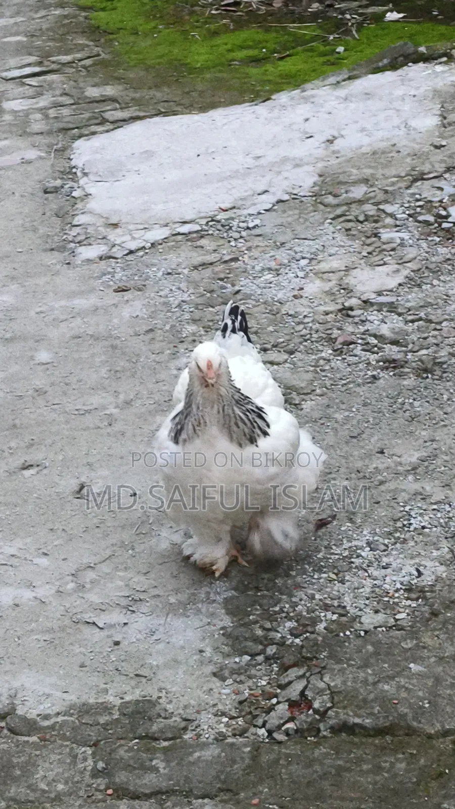 2 laying Brahma hens and 1 rooster for sale.