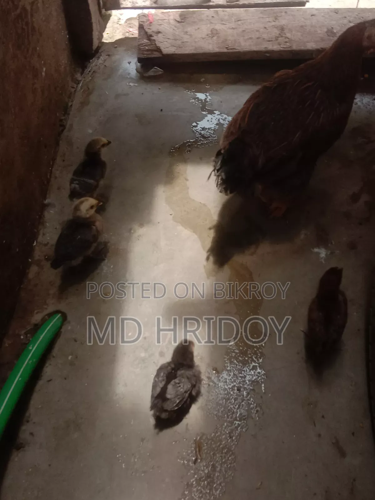 দেশি মুরগি