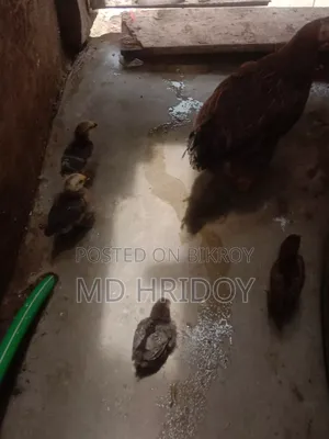 দেশি মুরগি
