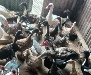 রানিং ডিম দেয়া খাকি ক্যাম্পবেল হাঁস