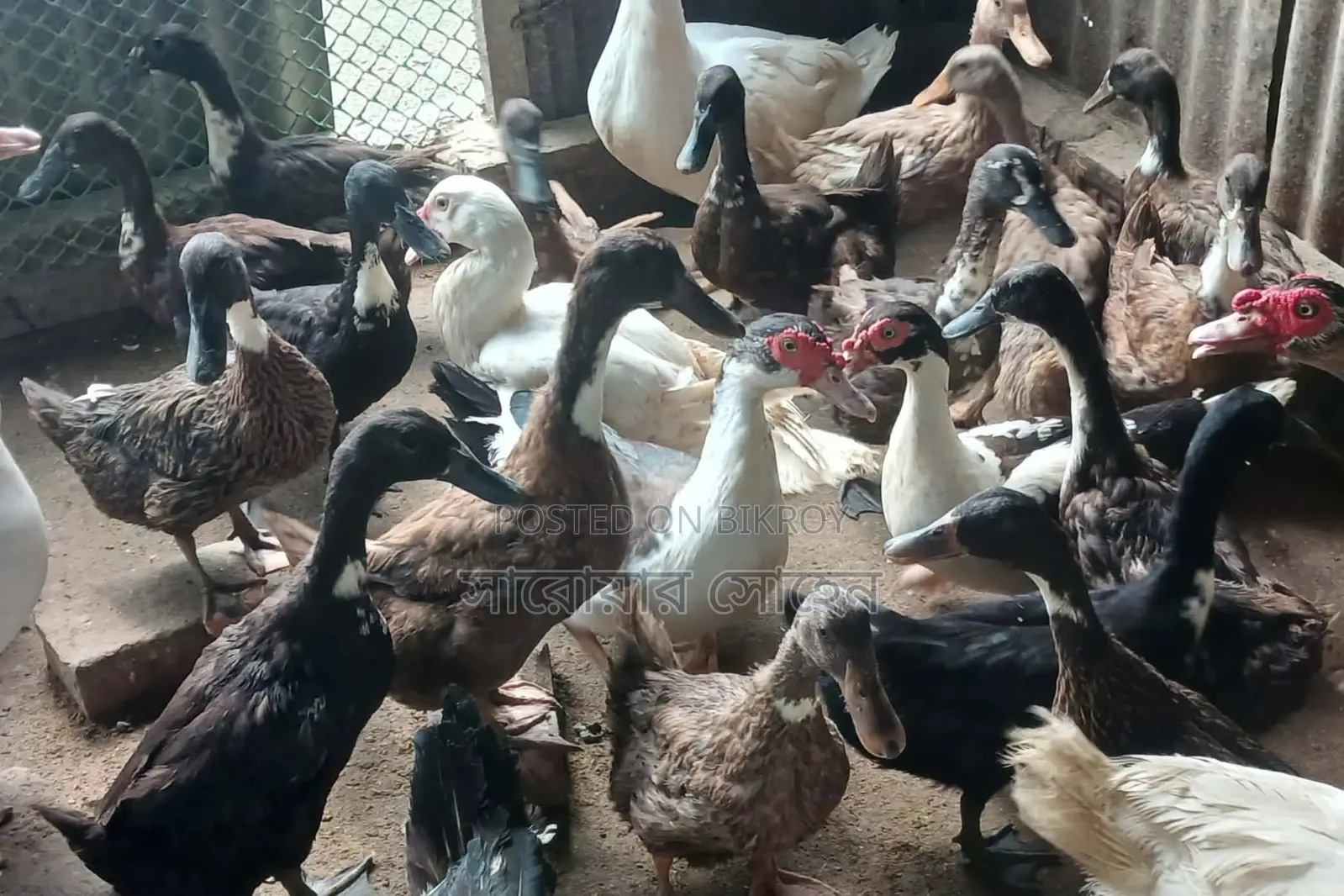 রানিং ডিম দেয়া খাকি ক্যাম্পবেল হাঁস