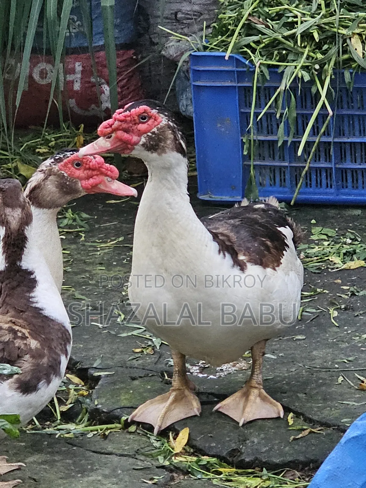 7 Muscovy ducks